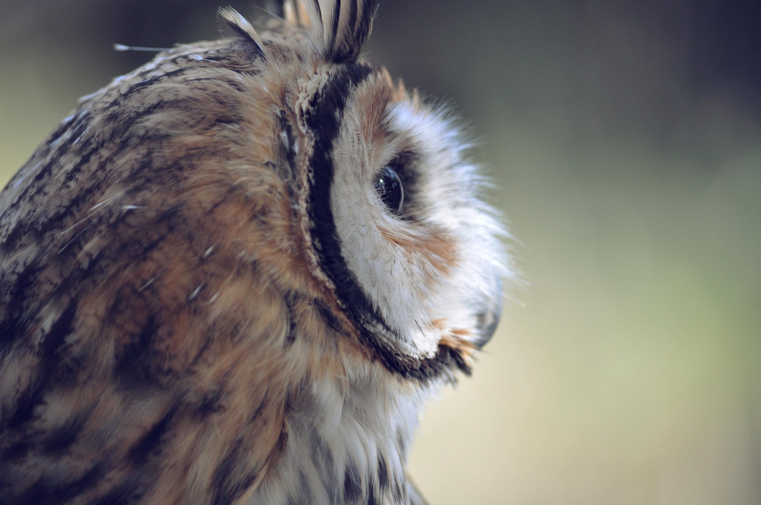 Yoomi owl